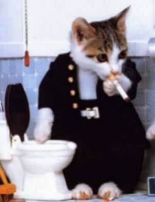 chaton